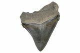 Serrated Fossil Chubutensis Tooth - Megalodon Ancestor #207967-1